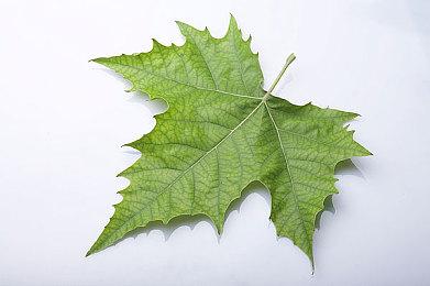 第一人称生存恐怖游戏《耻辱遗产》宣布登陆各平台